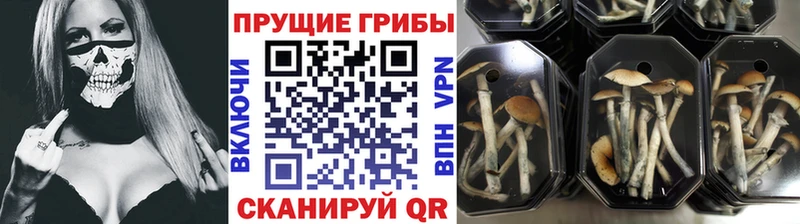 Галлюциногенные грибы прущие грибы  сайты даркнета наркотические препараты  Тотьма  где продают  